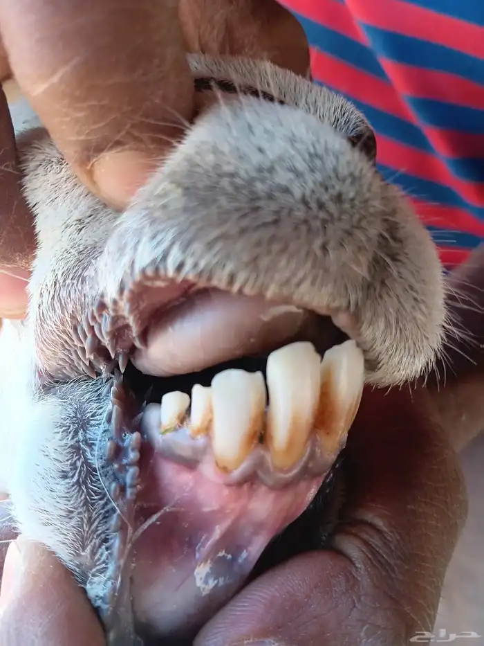 شاه رباع دافع وقريب ولاده 3