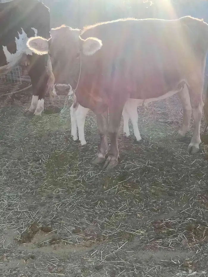 بقر مراح للبيع 2