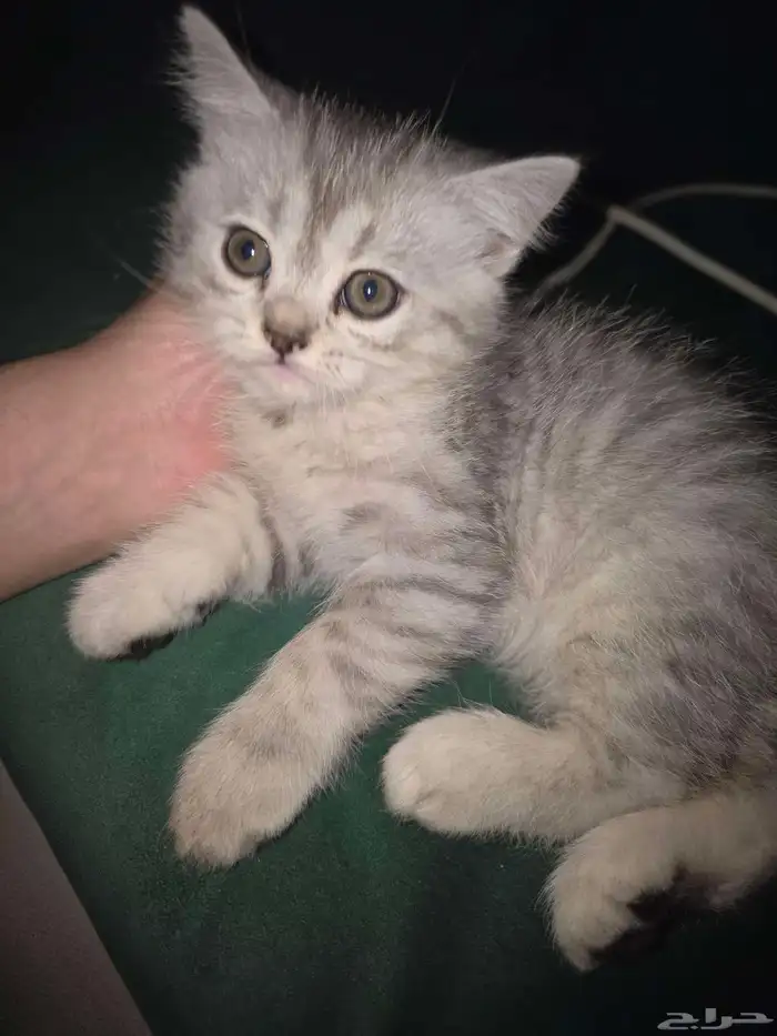 قط من ام واب سكوتش فولد 2