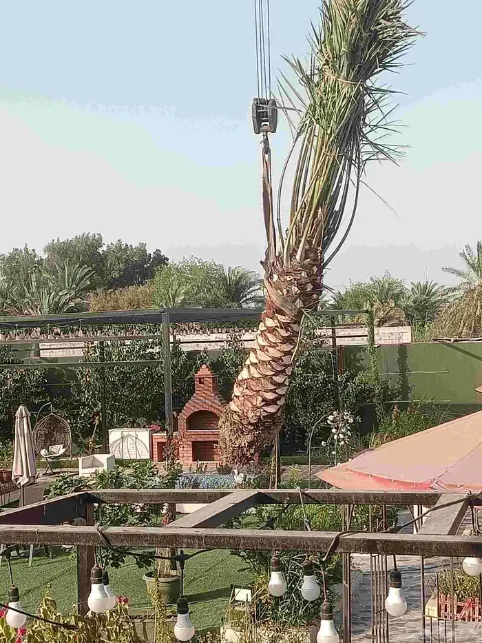 نخيل للبيع 6