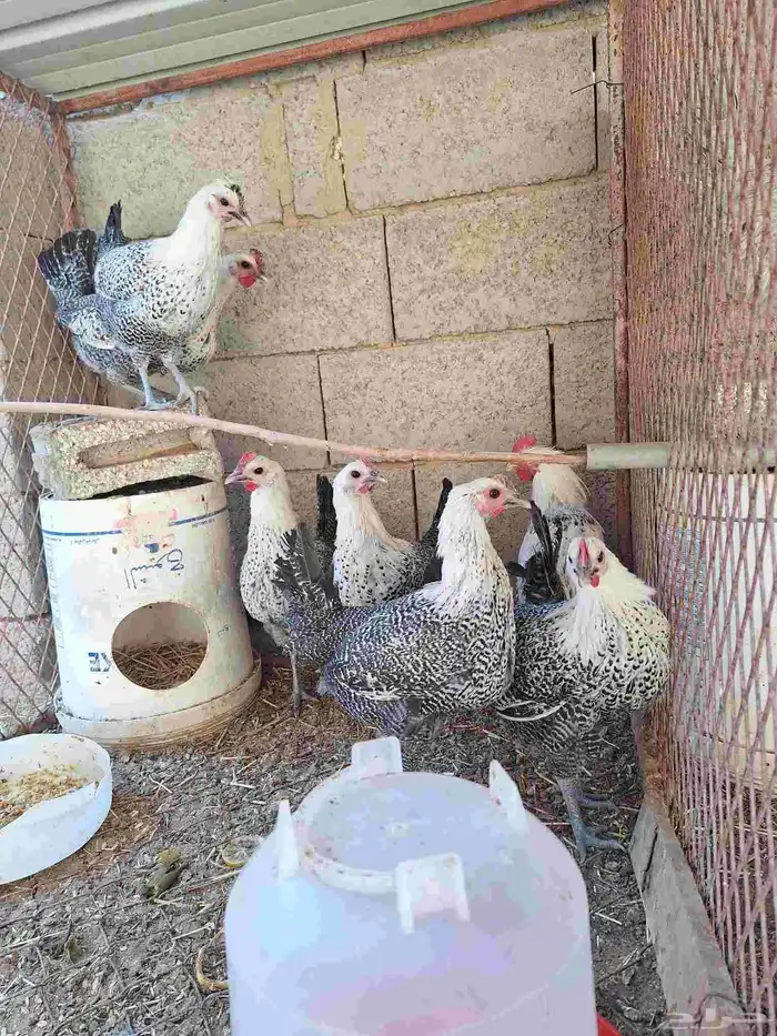 دجاج للبيع 2