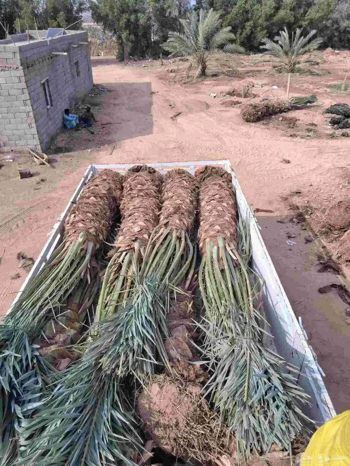 نحل برني وروثانه للبيع متر ونص 9