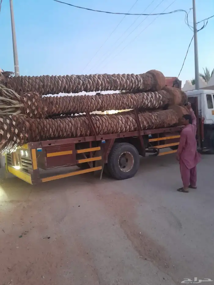 نخل فروخ جثايث فسائل حيش خلاص صقعي سكري مجدول برحي 0