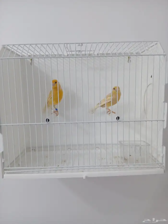 زوج كناري بفروخه ( تم البيع ) 0