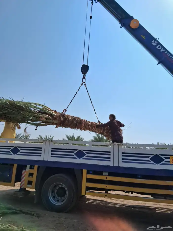 نحل برني وروثانه للبيع متر ونص 1