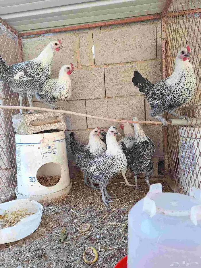 دجاج للبيع 0