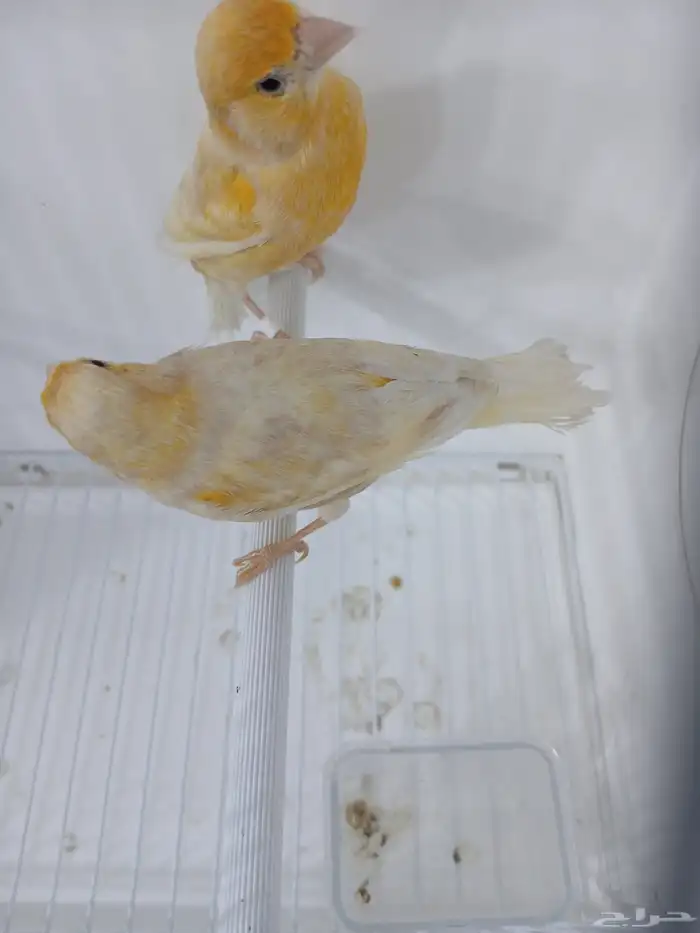 زوج كناري بفروخه ( تم البيع ) 1