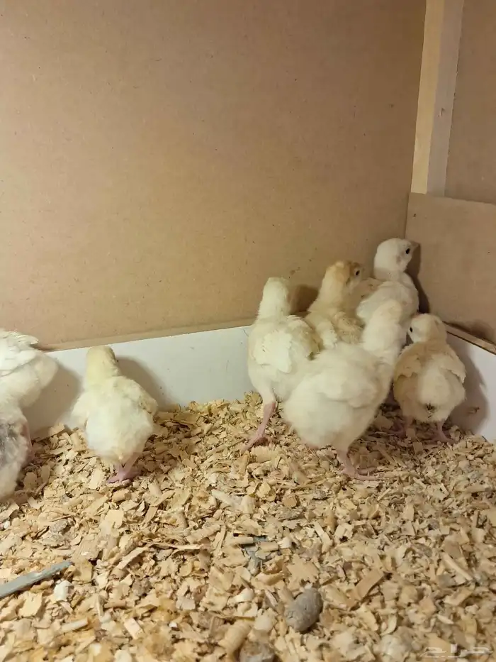 صيصان رومي 0