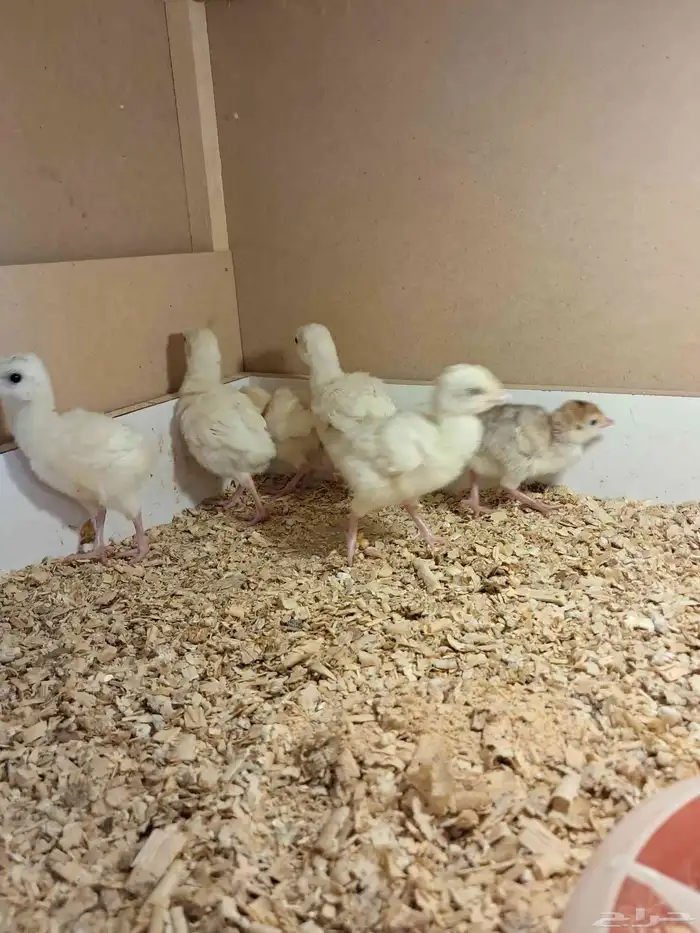 صيصان رومي 3