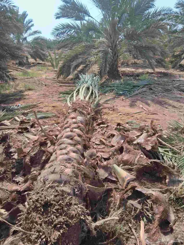 نحل برني وروثانه للبيع متر ونص 7