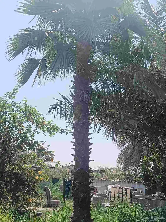 نخيل للبيع 9