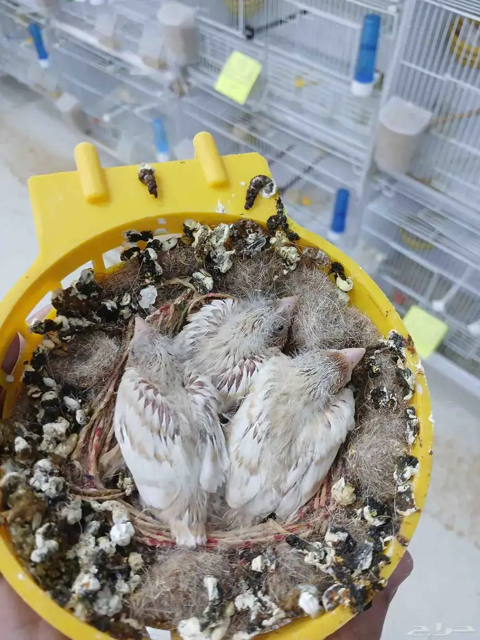 زوج كناري بفروخه ( تم البيع ) 2