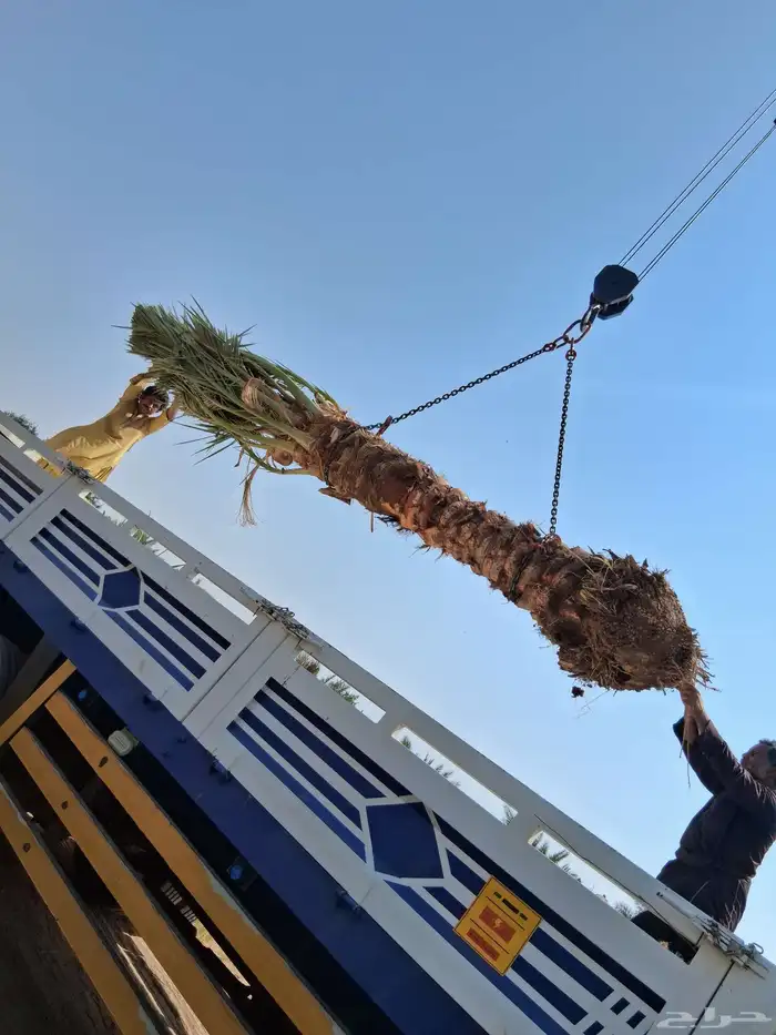 نحل برني وروثانه للبيع متر ونص 0