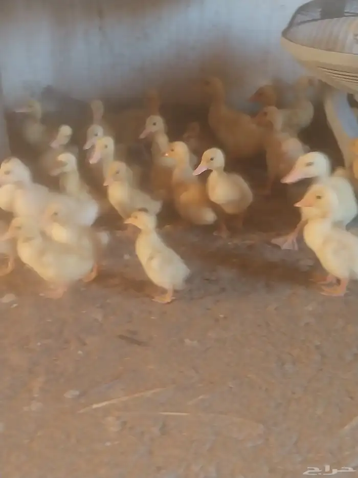 بط بكيني للبيع وقليل بلدي 0