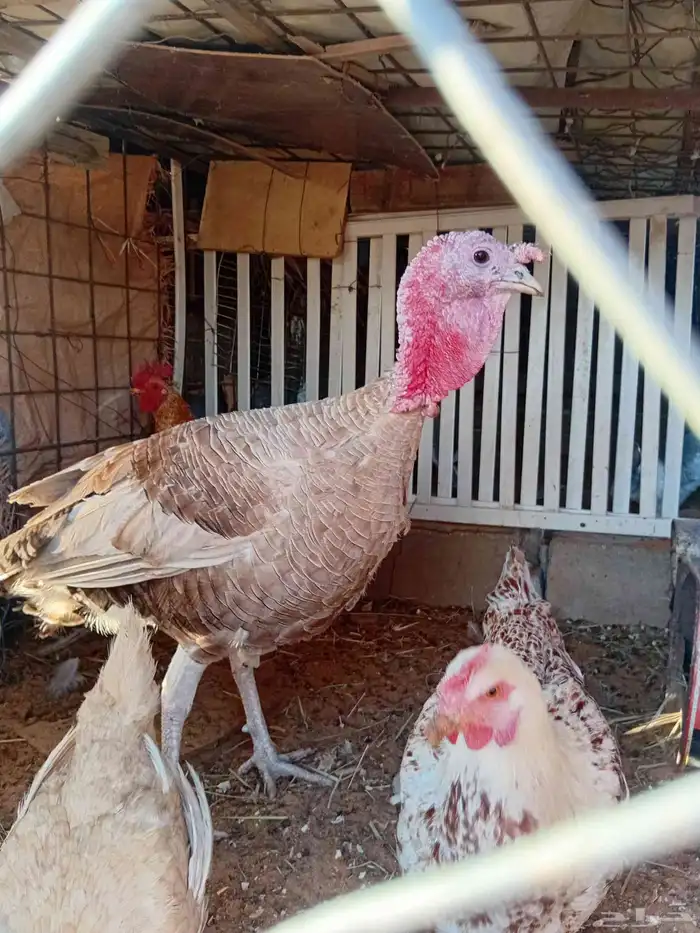 للبيع رومي 0