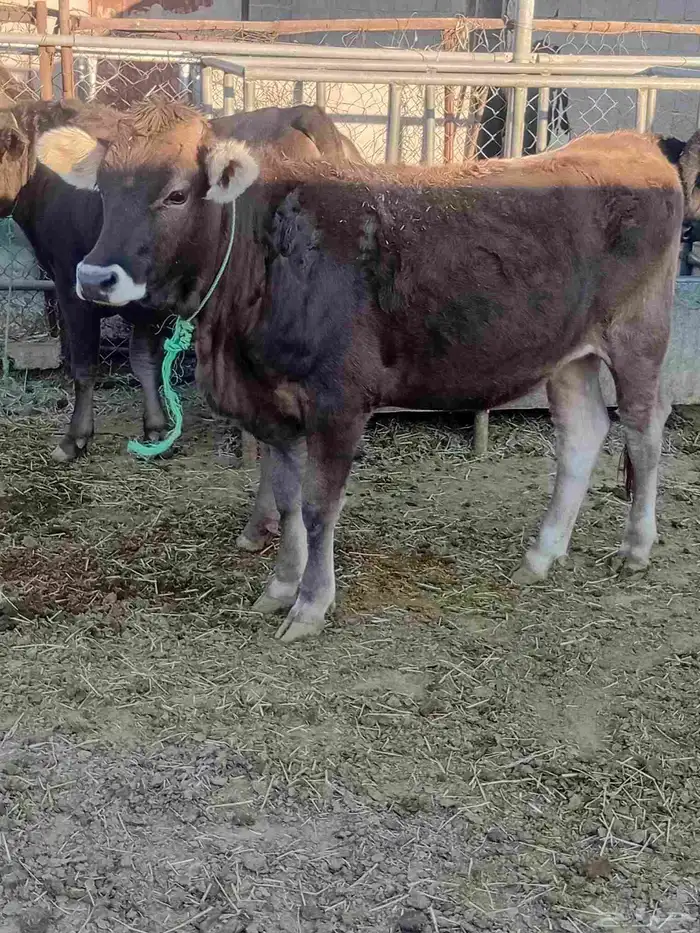 بقر مراح للبيع 4