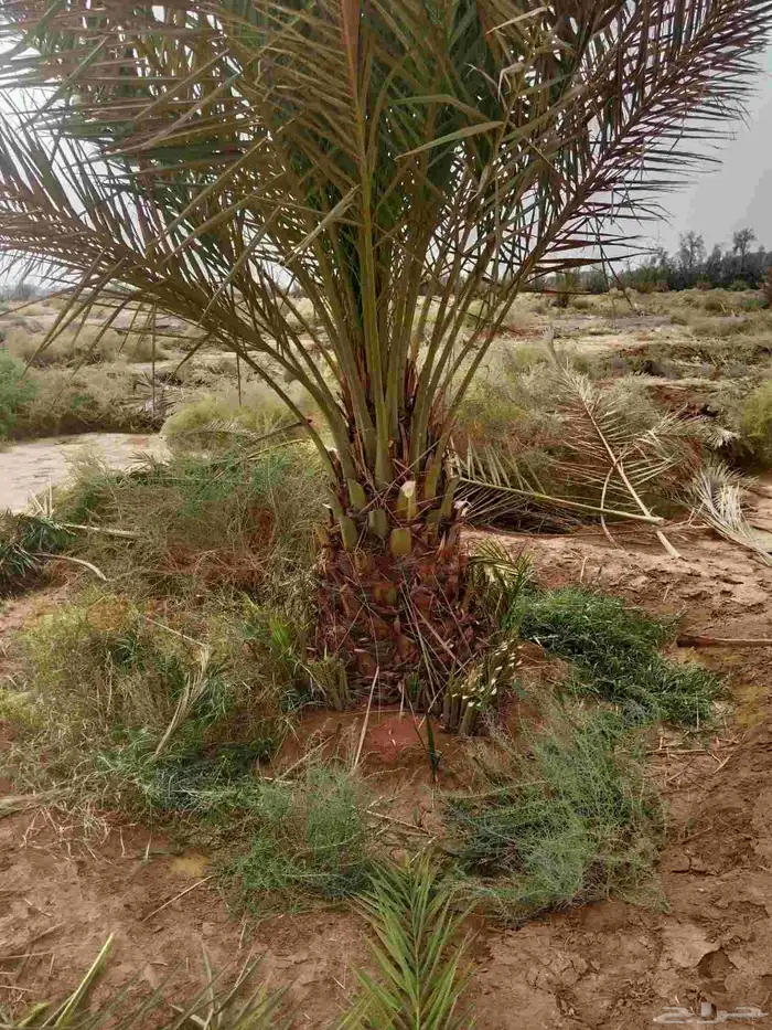 نخل خلاص برحي سكري 1