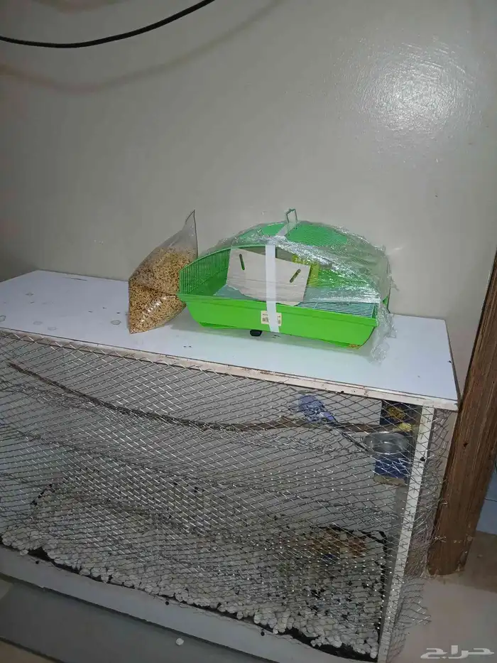 طير للبيع عصفور مع القفص كبير 120 1