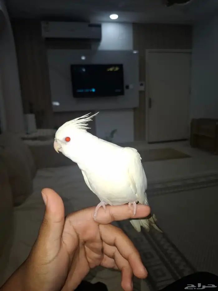 طير كروان اليف هدد داخلي يطاردك لو رحت ويحب الكتف 0