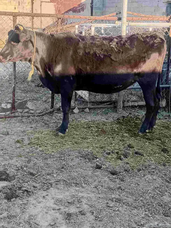 بقر مراح للبيع 1
