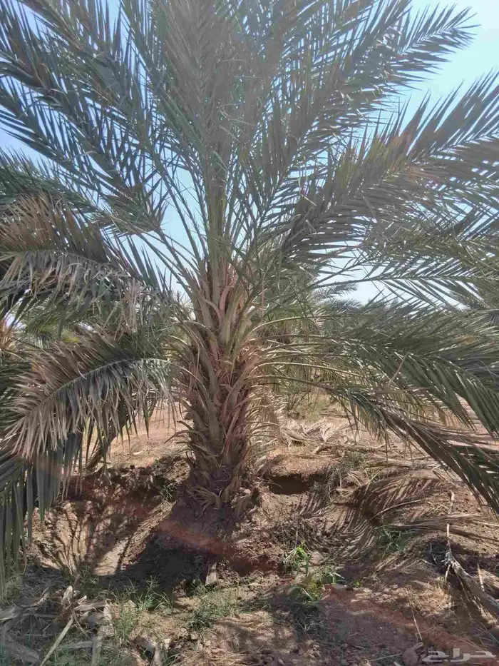 نحل برني وروثانه للبيع متر ونص 3