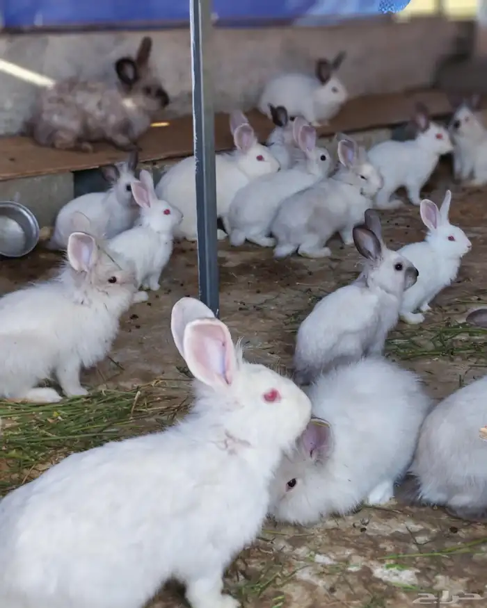 ارانب فرنسيه للبيع 1