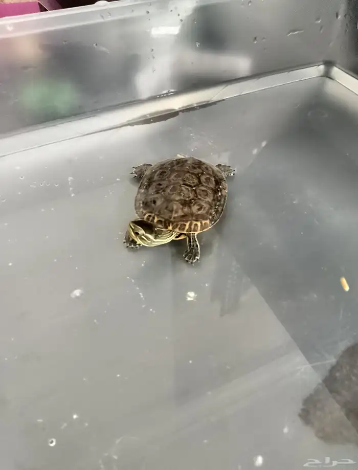 سلحفاه نصف مائيه ذات أذنين حمراء انثى 0