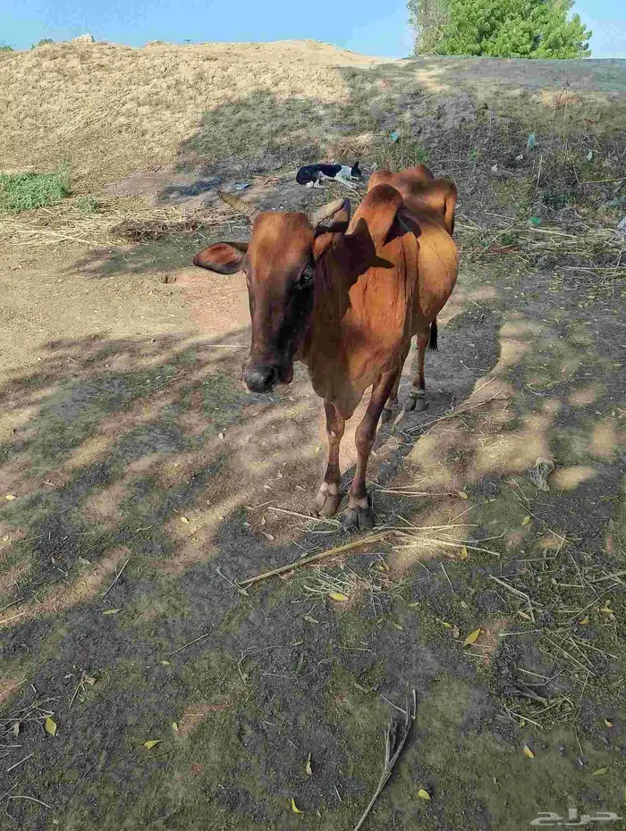 ضمد الشقيري 6