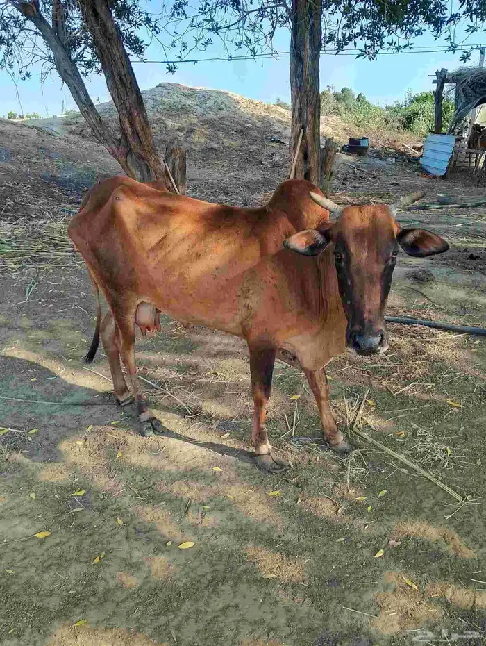 ضمد الشقيري 5