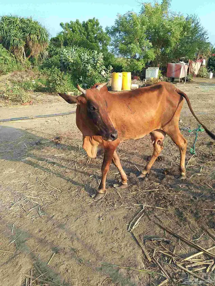 ضمد الشقيري 2