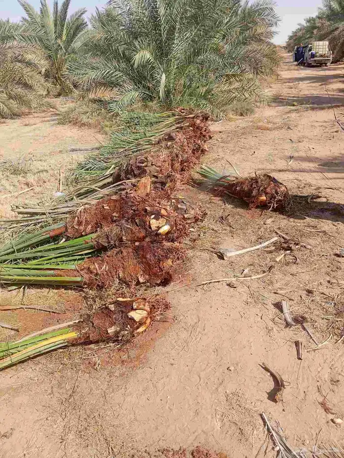 مطلوب فسائل نخل اي نوع مجانا والقلع والتحميل علي 2