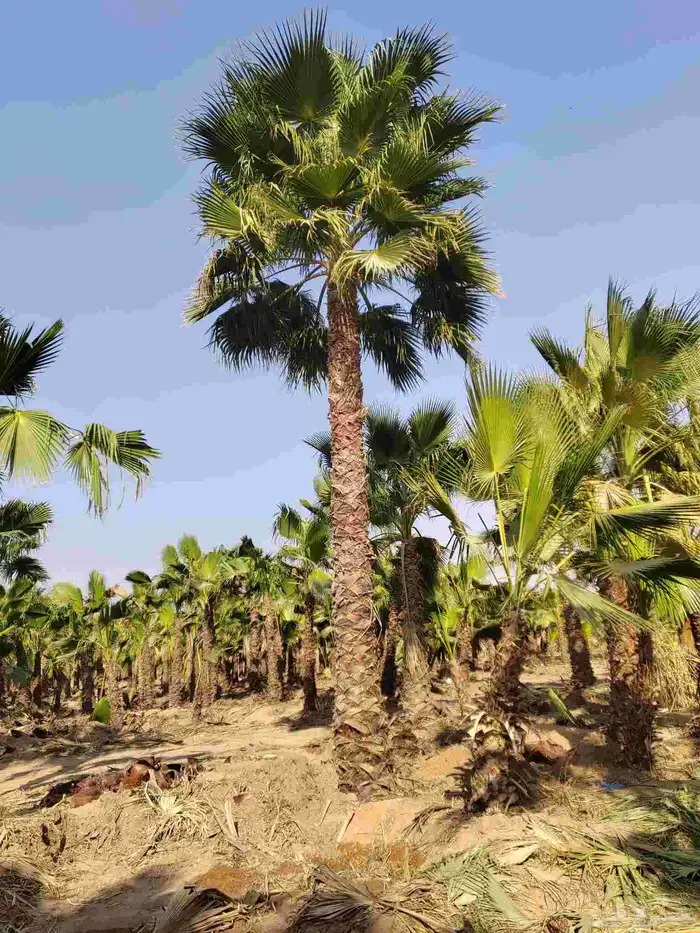 نخل واشنطني 0