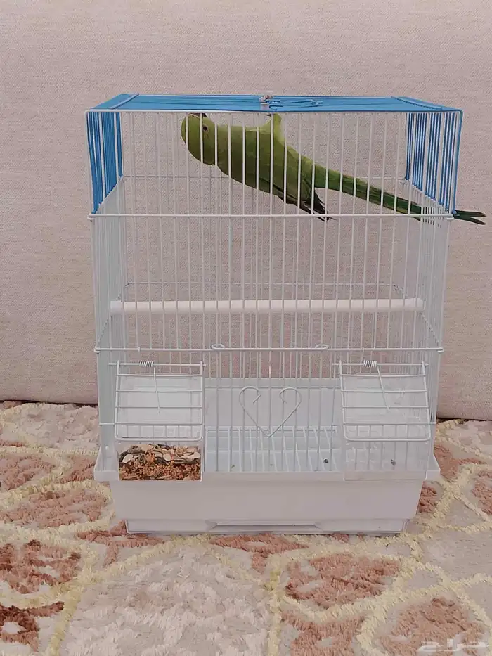 للبيع أنثى دره 4