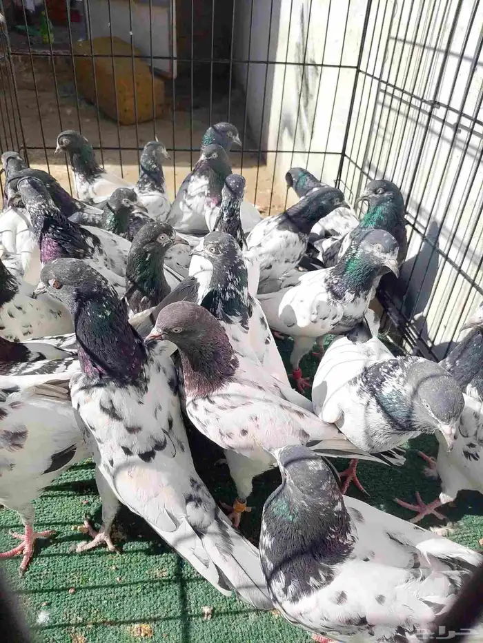 اجواز حمام باكستاني تيدي 2