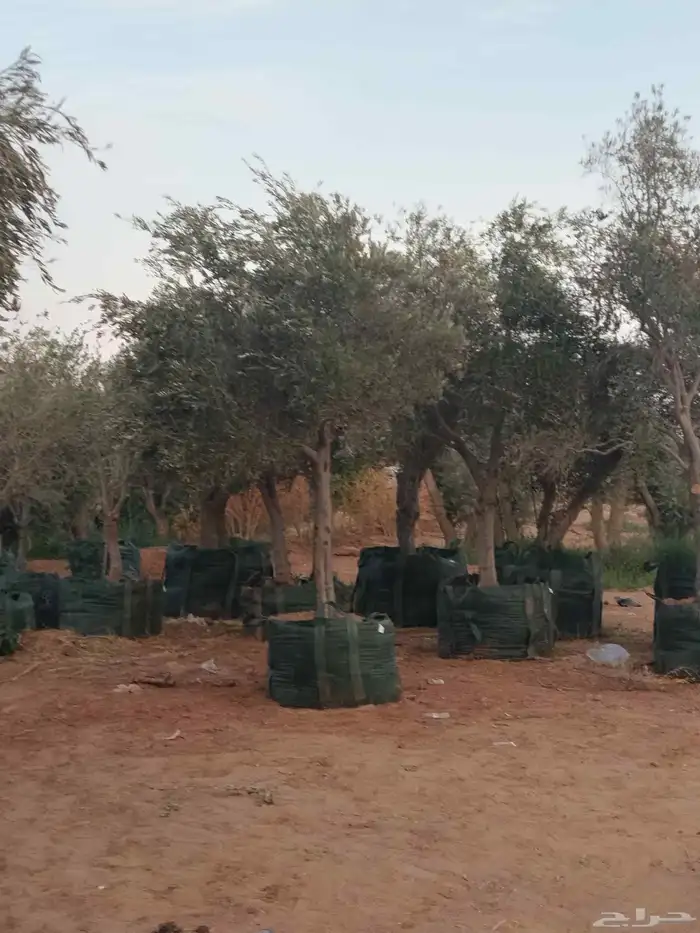 اشجار زيتون معمر ونخل وحمضيات 8