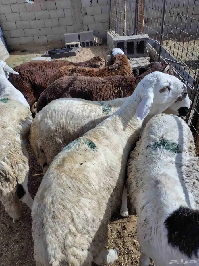 خرفان سواكني ظهور فل الفل 0