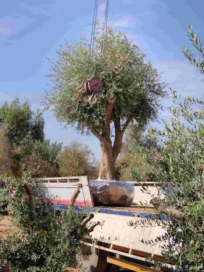 اشجار زيتون معمر ونخل وحمضيات 1