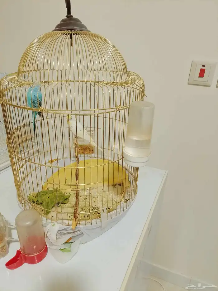 مجموعه بادجي مع قفصين كبارمجانا 2