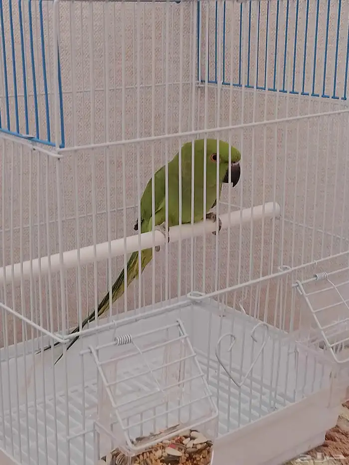 للبيع أنثى دره 2