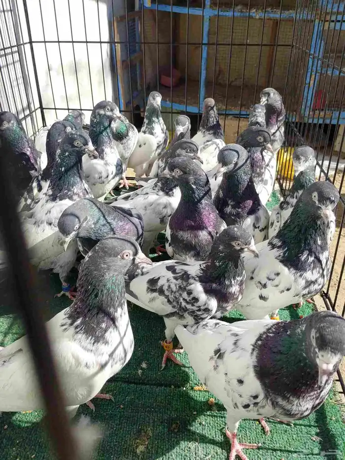 اجواز حمام باكستاني تيدي 0