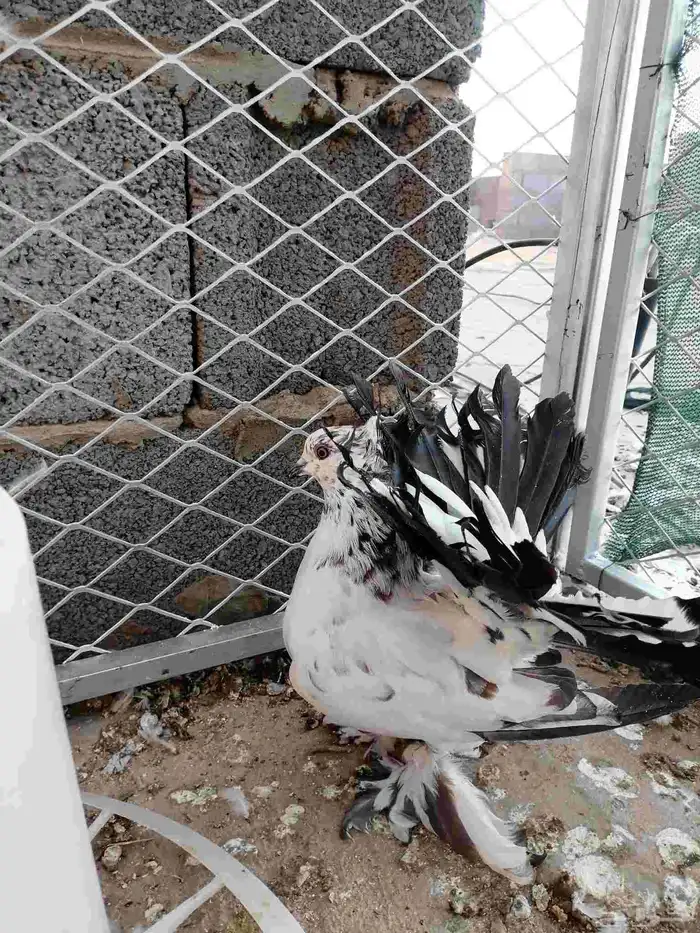 حمام رقاص هندي العدد 6 على سوم 3