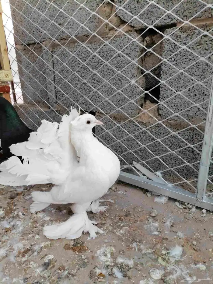 حمام رقاص هندي العدد 6 على سوم 4