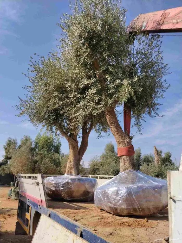 اشجار زيتون معمر ونخل وحمضيات 0
