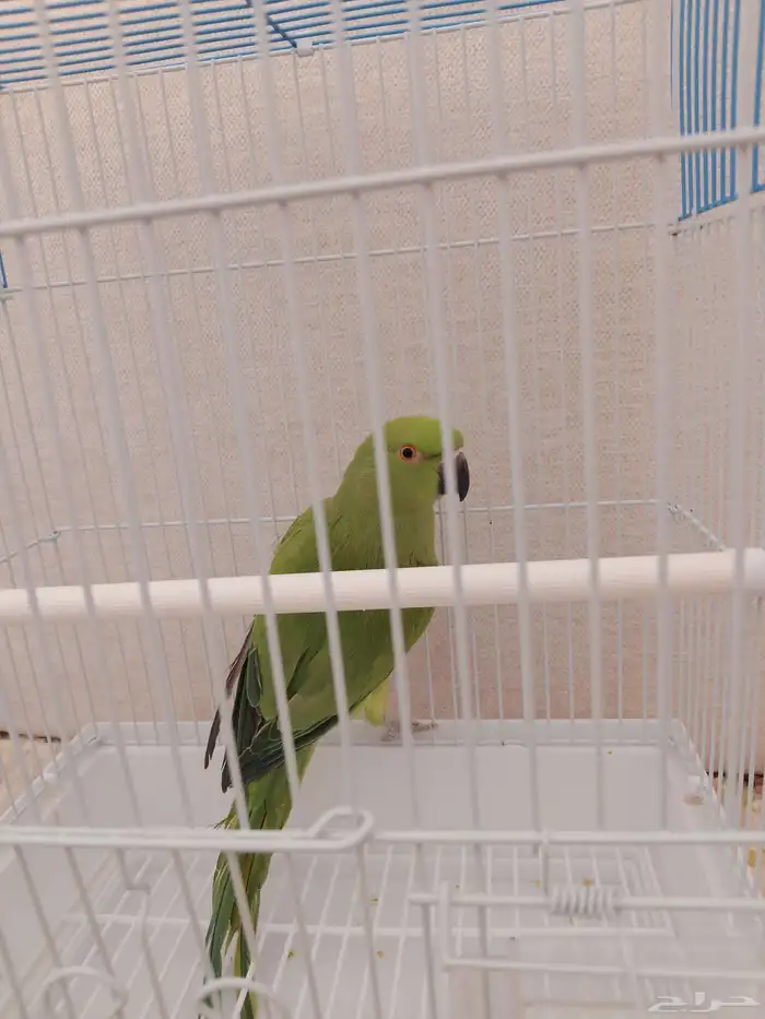 للبيع أنثى دره 0