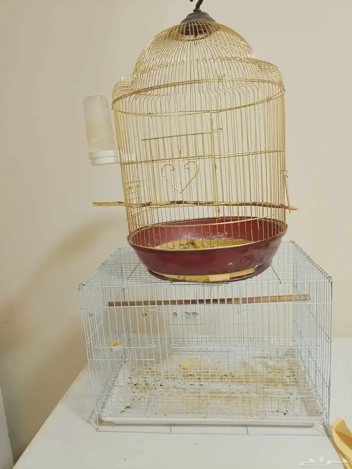 مجموعه بادجي مع قفصين كبارمجانا 1