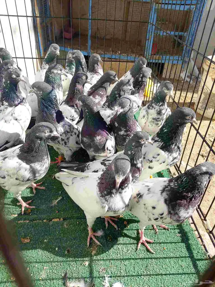 اجواز حمام باكستاني تيدي 1