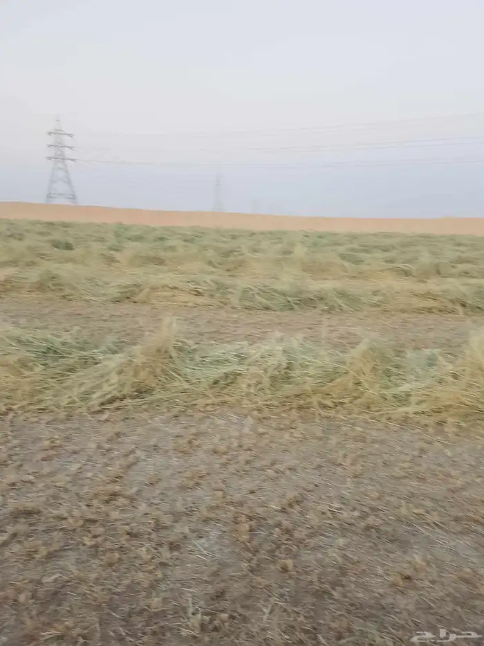 رودس خشن مخلوط عود عشب من شركه الوطنية في وادي الدواسر 2