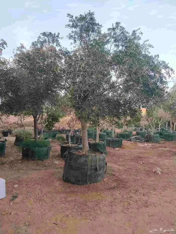 اشجار زيتون معمر ونخل وحمضيات 6