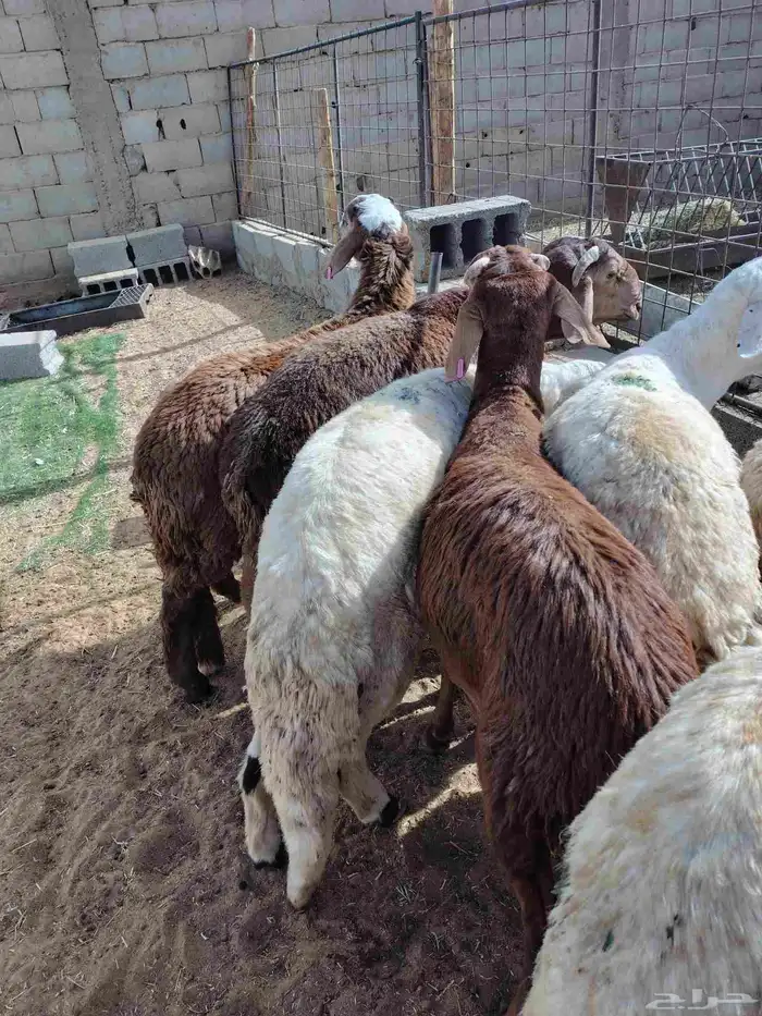 خرفان سواكني ظهور فل الفل 3