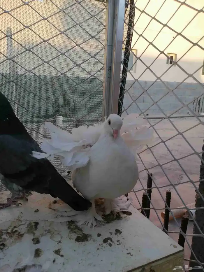 حمام رقاص هندي العدد 6 على سوم 2